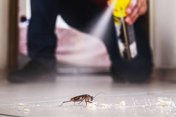 Best Rat Extermination Near Me  in Pine Ridge, FL