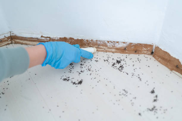 Best Pest Removal Services  in Pine Ridge, FL