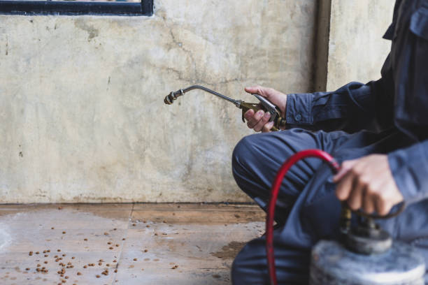 Best Local Pest Control Services  in Pine Ridge, FL